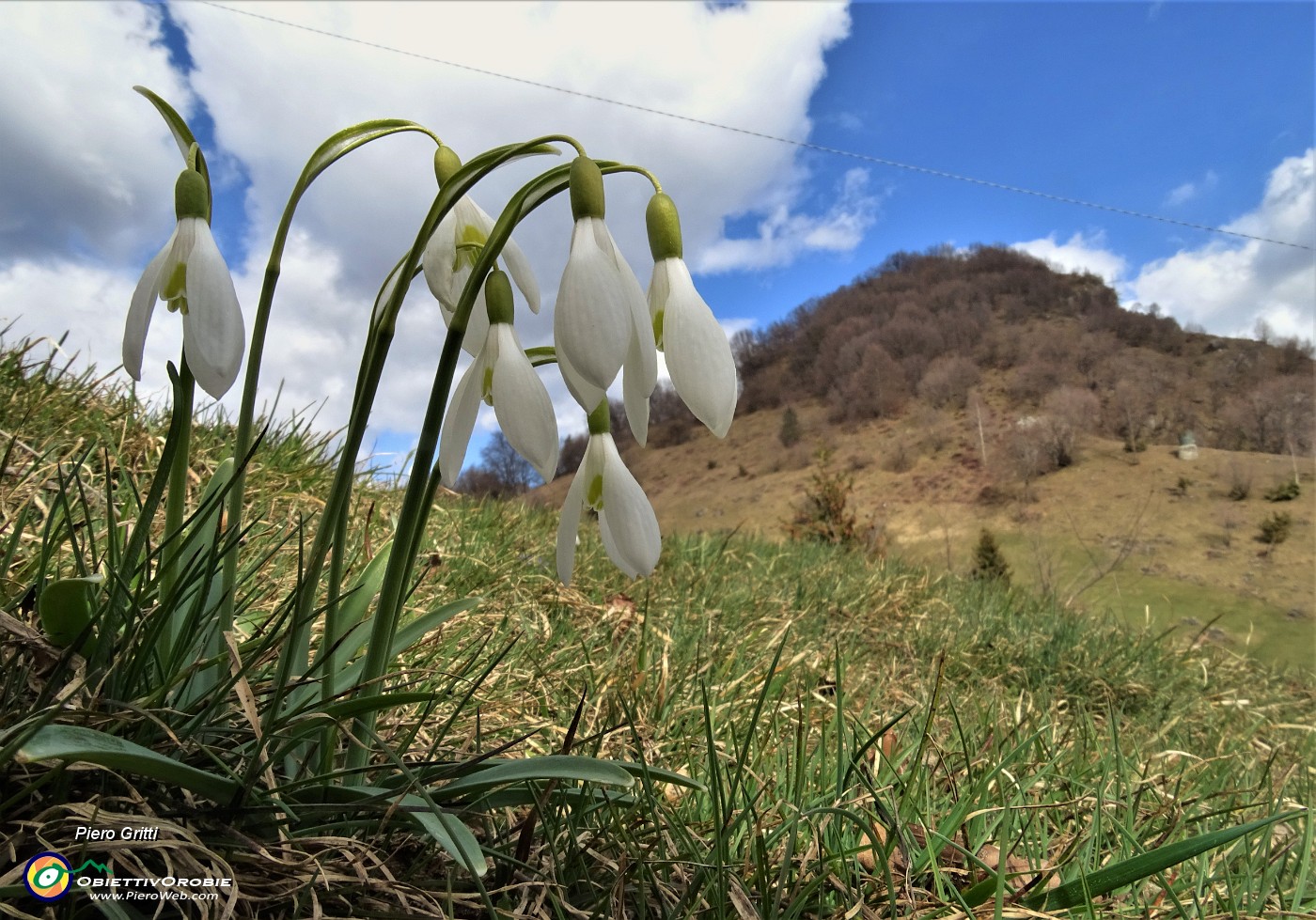 51 Bucanevi (Galanthus nivalis) per il Monte Zucco.JPG